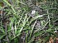 Black Mondo Grass / Ophiopogon planiscapus 